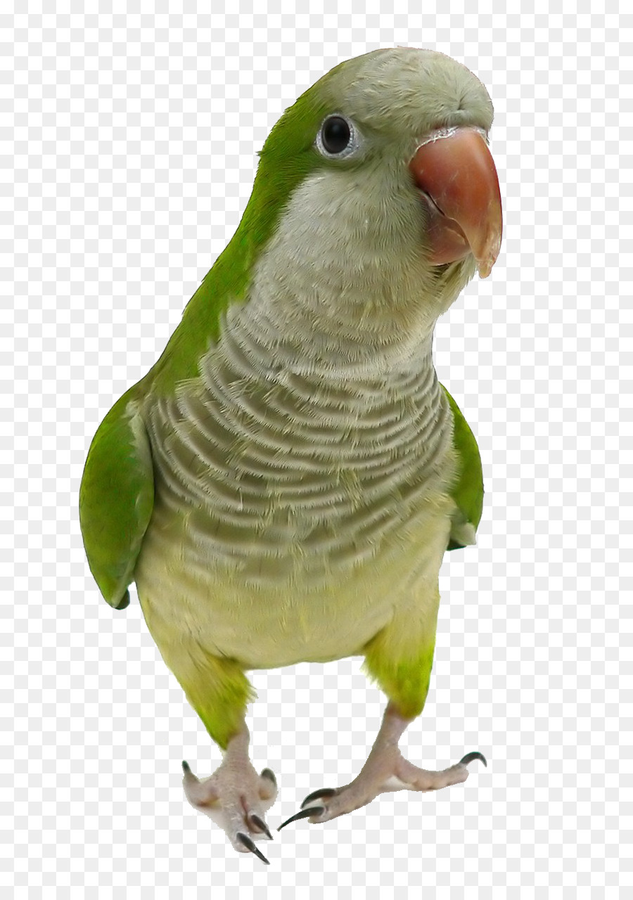 Parrocchetto monaco Uccello Pappagallo Cockatiel Animale domestico - Primo piano del pappagallo