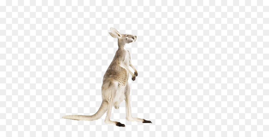 Red kangaroo-Wildlife-Fotografie-Fotografen - niedliche Känguru