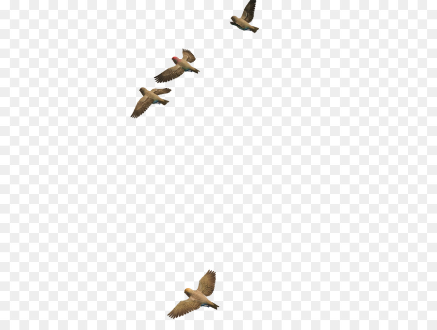 Uccello, Anatra - Uccello in volo PNG Immagine Trasparente