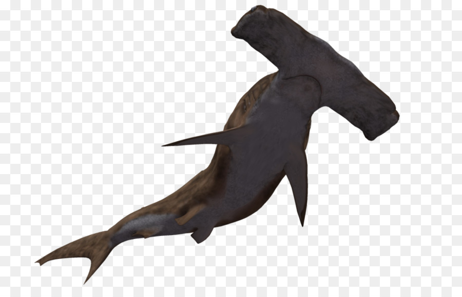 squalo martello - Shark Sfondo Trasparente