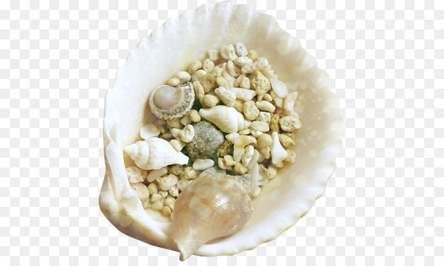 Vỏ sò sống ở vỏ Clip nghệ thuật - vỏ sò