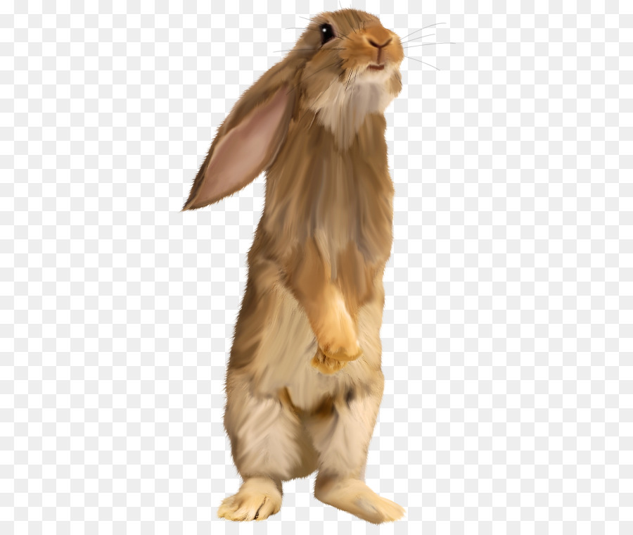 Easter Bunny Thỏ Clip nghệ thuật - Sóc nâu