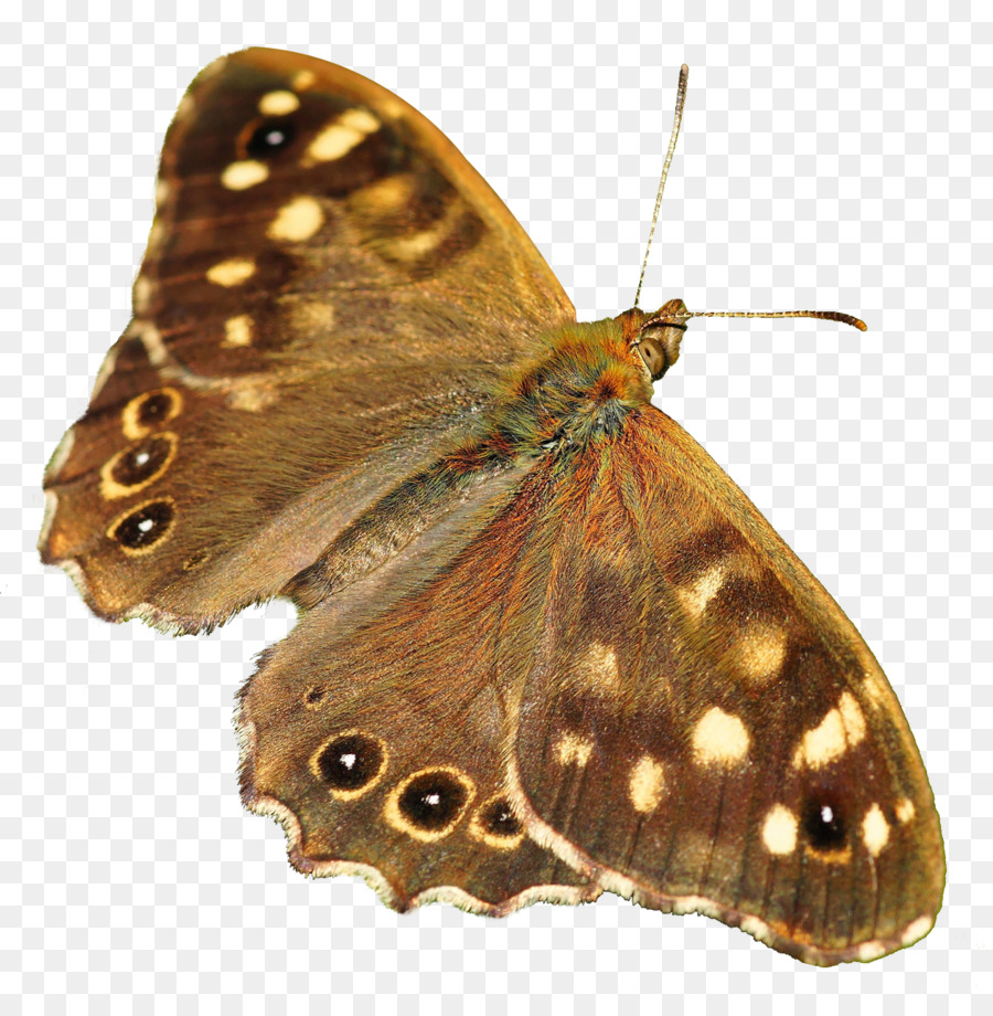 Czu0119stochowa Schmetterling Der Fakultät für Management der Universität Warschau - Butterfly