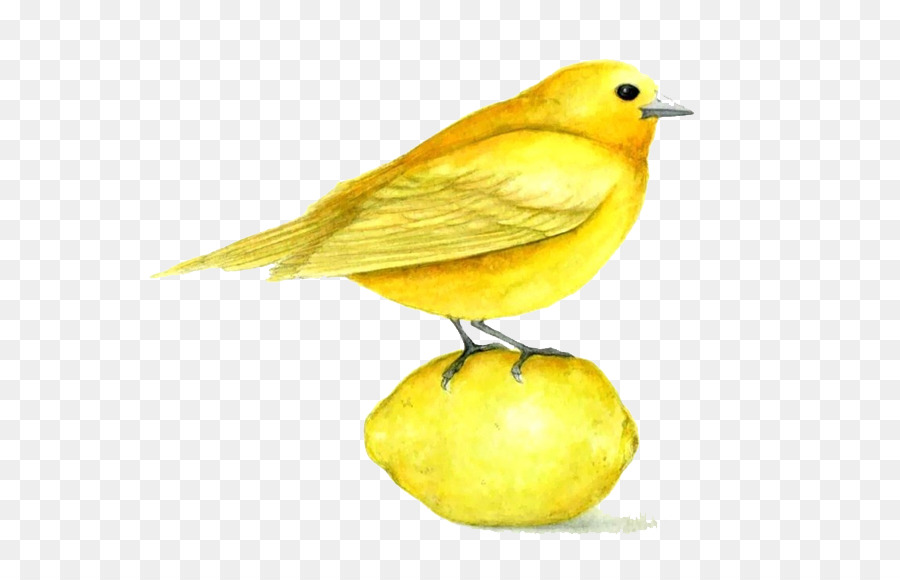 Nazionale canary Bird Giallo pittura ad Acquerello - disegnati a mano passero
