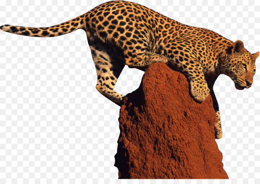 Leopard Giraffa Jaguar Clip art - Leopard PNG Clipart
