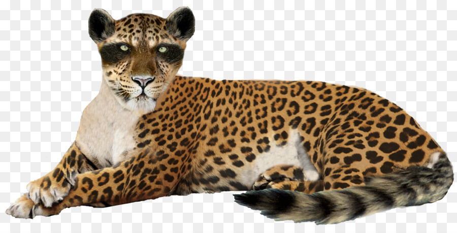 Leopard Jaguar Ghepardo, Leone - Leopard Immagine PNG