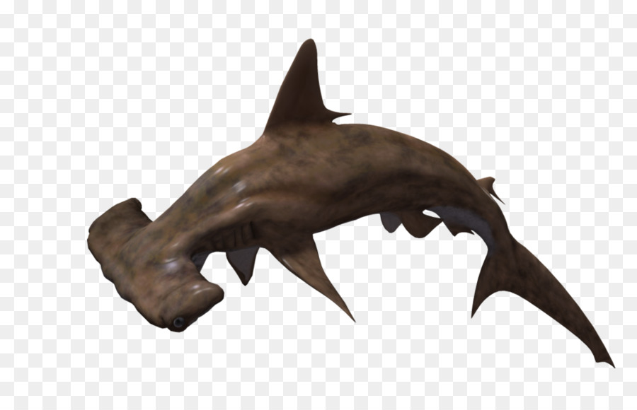 búa cá mập - Cá mập PNG Pic