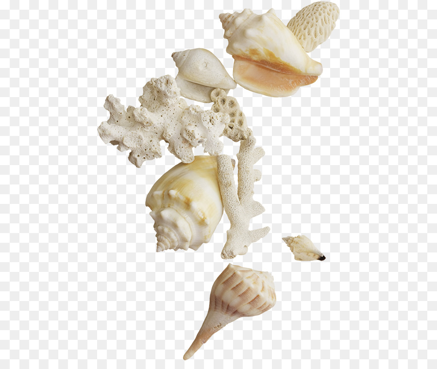 Vỏ sò Clip nghệ thuật - vỏ sò