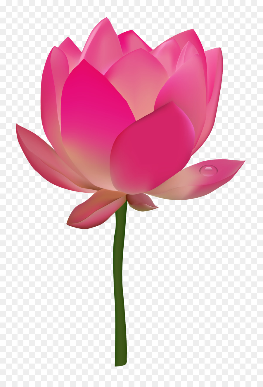 Pink Flower Cartoon png download - 2200*3200 - Free Transparent Nelumbo  Nucifera png Download. - CleanPNG / KissPNG