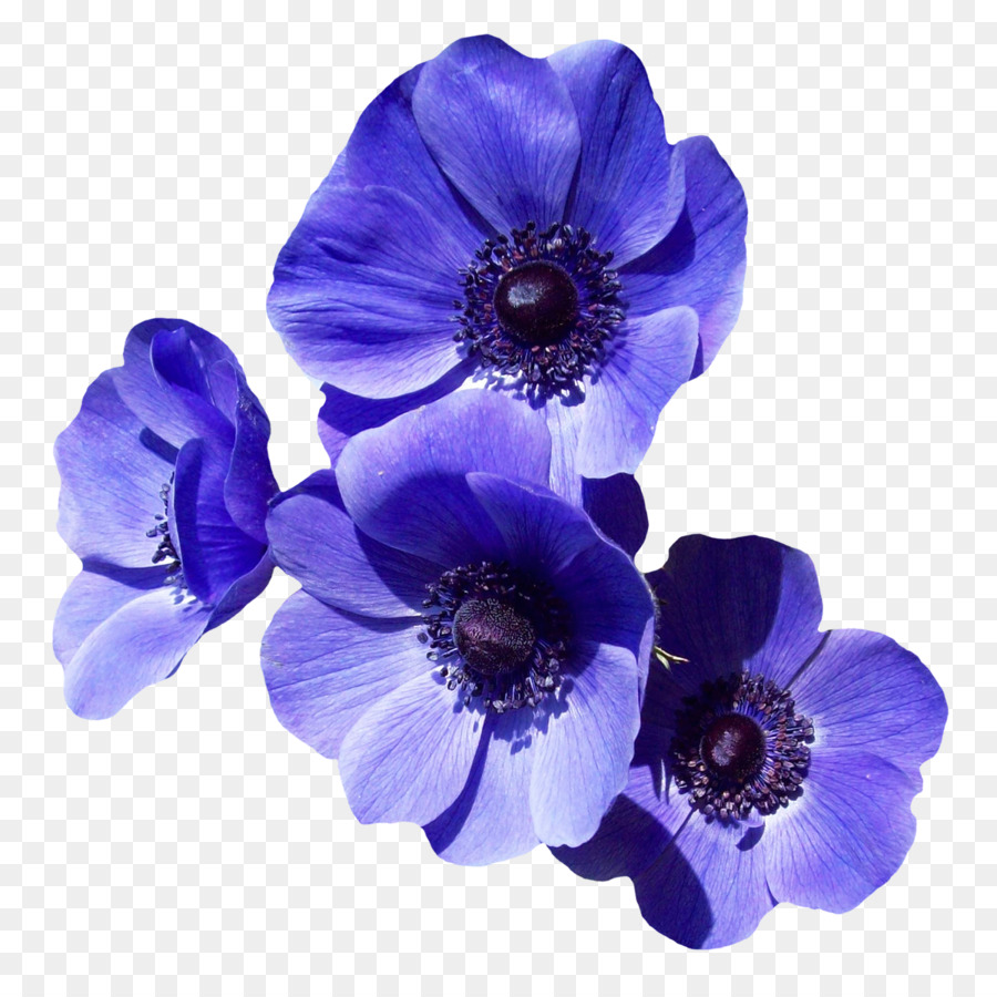 Fiore Viola Clip art - fiore viola