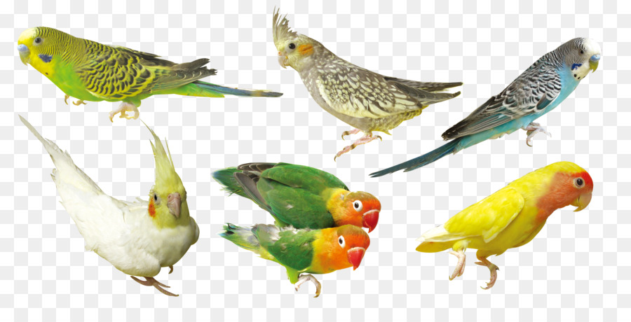Vogel Papagei Download - Grüner Papagei
