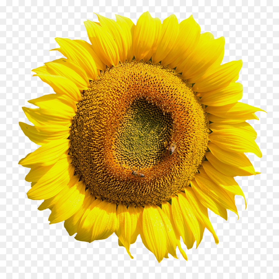 Gemeinsame Sonnenblume clipart - Gelbe Sonnenblume-Blume