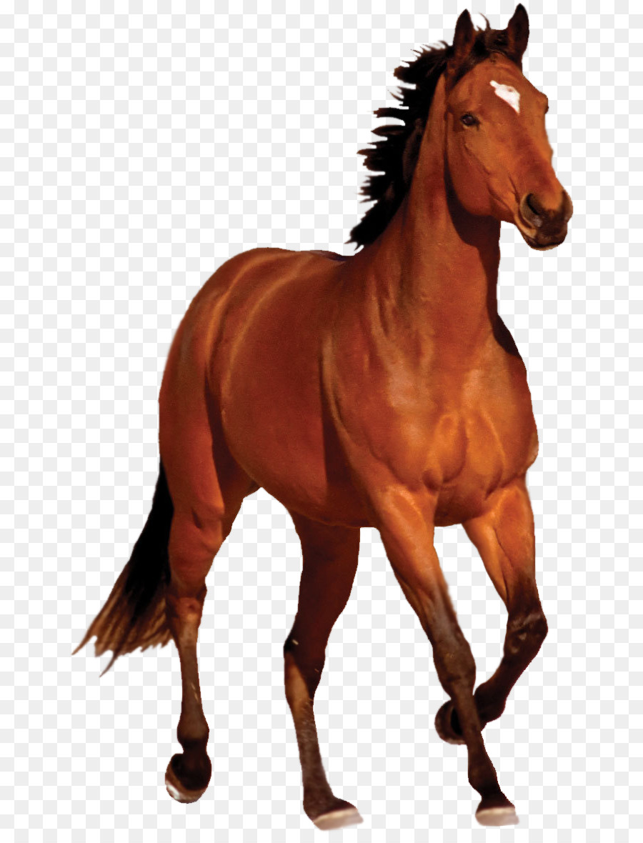 Mustang Bay Chạy Clip nghệ thuật - Con ngựa PNG hình Ảnh trong ...