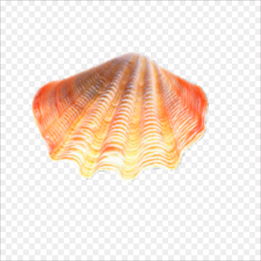 Seashell - Muscheln