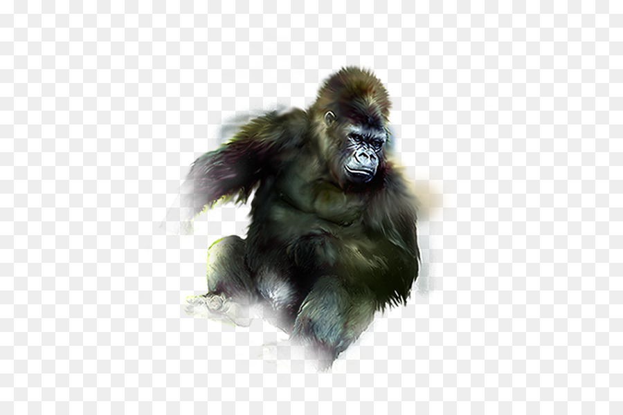 Gorilla đười Ươi Vượn Phổ biến tinh tinh - đười ươi