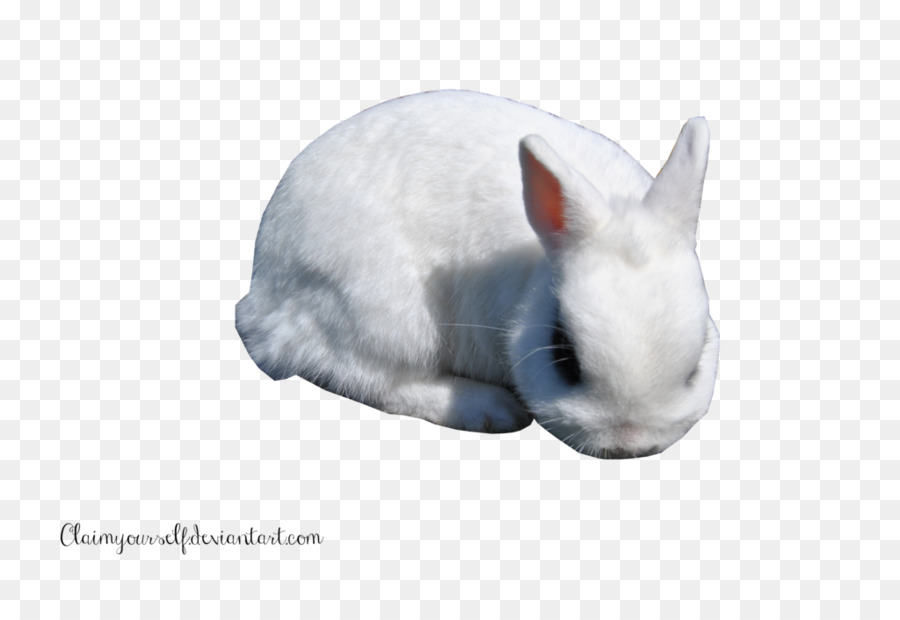 thỏ trong nước - Thỏ trắng PNG Chúa