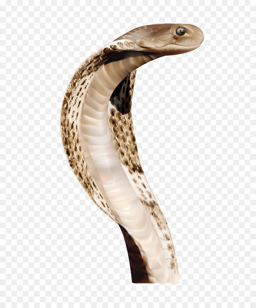 Con rắn hổ mang chúa - Anaconda Tin