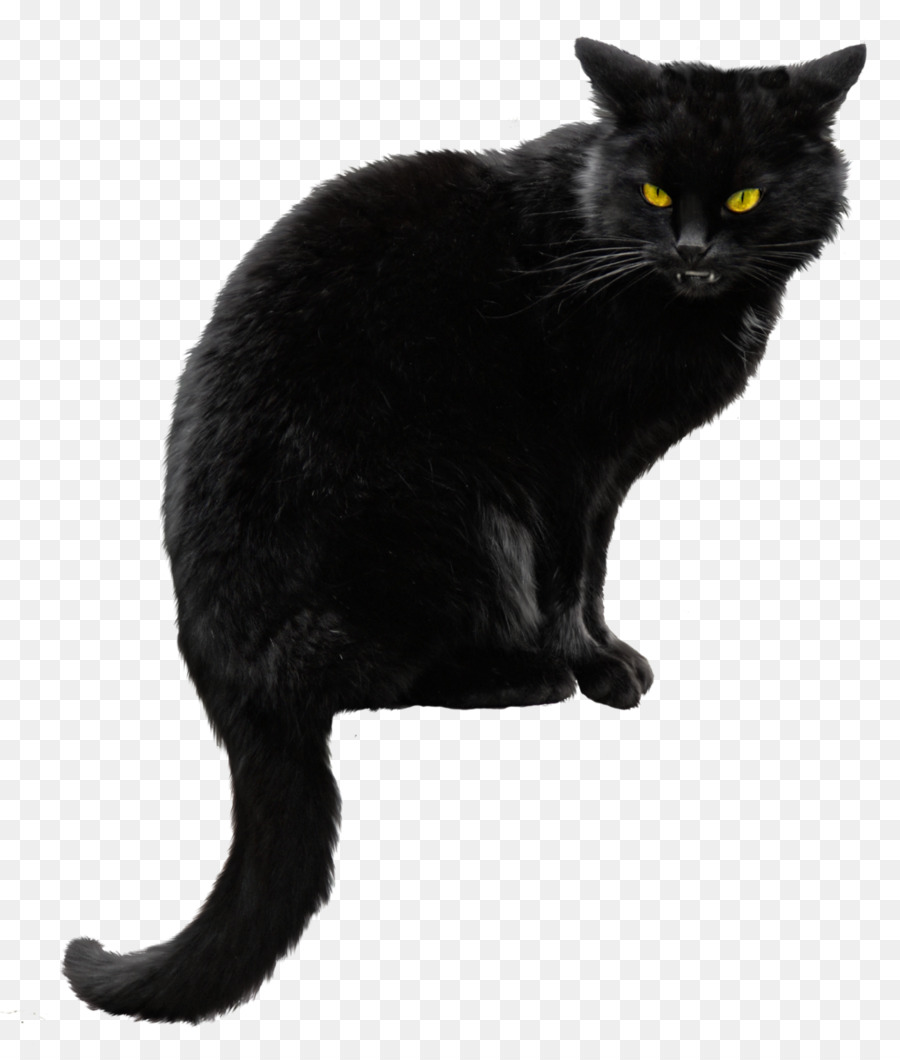 Gatto siberiano Cucciolo gatto Nero di Halloween - Gatto nero PNG