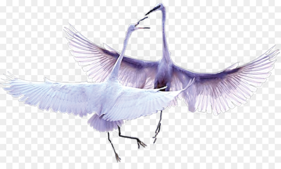 Yuewan Cygnini Uccello Piuma - Nobile Swan