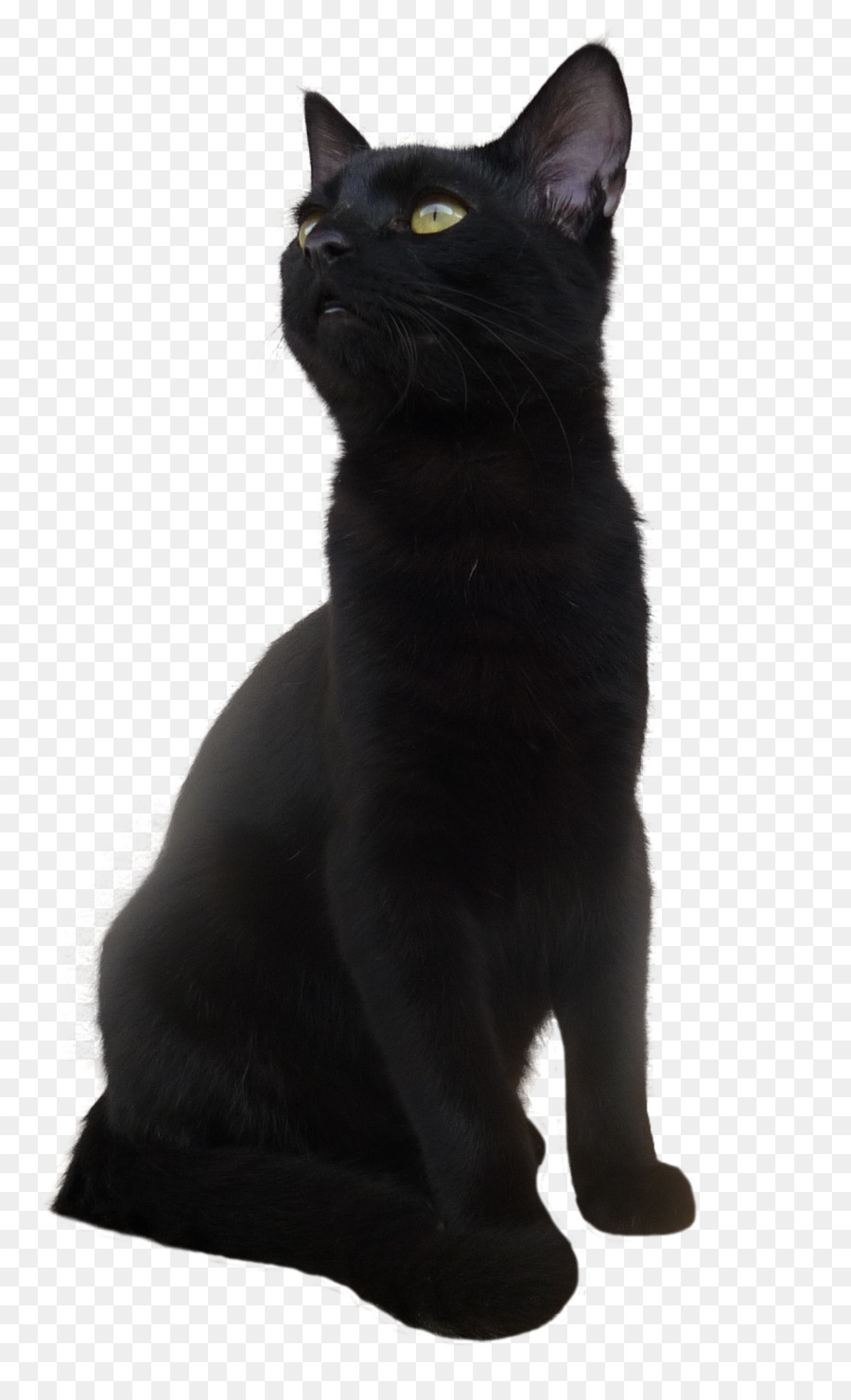 Bombay gatto Korat European shorthair gatto Nero - Gatto nero PNG Immagine Trasparente