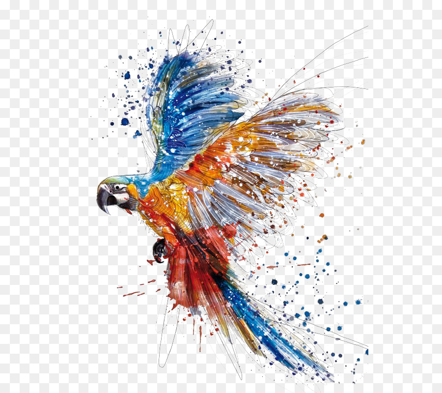 100 Hình ảnh con vẹt đẹp lung linh nhiều màu sắc độc đáo