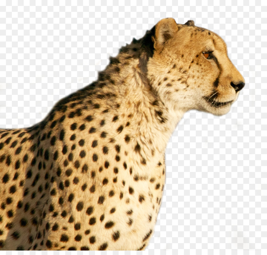 Tiger Cartoon png download - 1250*1173 - Free Transparent Cheetah png  Download. - CleanPNG / KissPNG