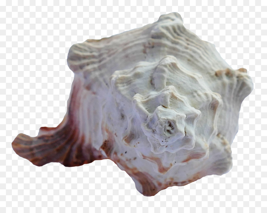 Vỏ sò nhím Biển - vỏ