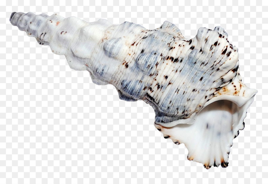 Seashell - Ocean Sea Shell