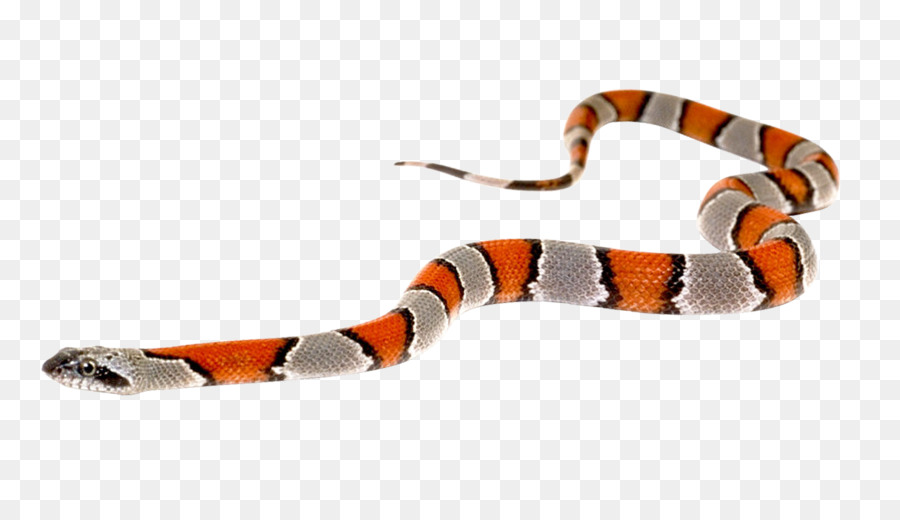 Slither.io Kingsnakes - serpente