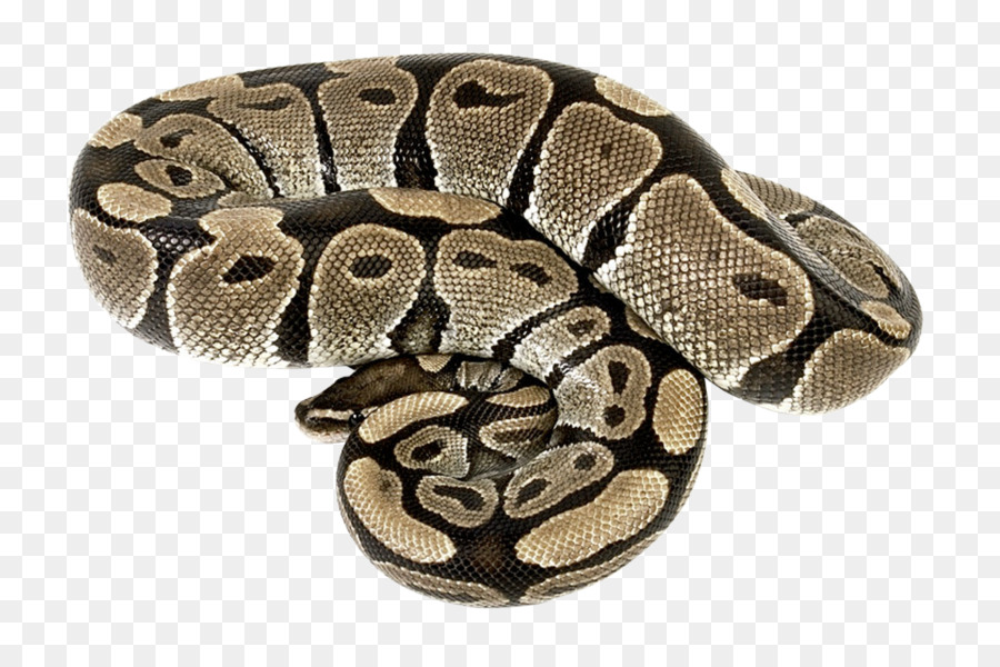 Schlange Reptil Boa constrictor - Schlange
