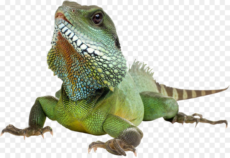 Iguana verde Lucertola, Rettile - Iguana Sfondo Trasparente