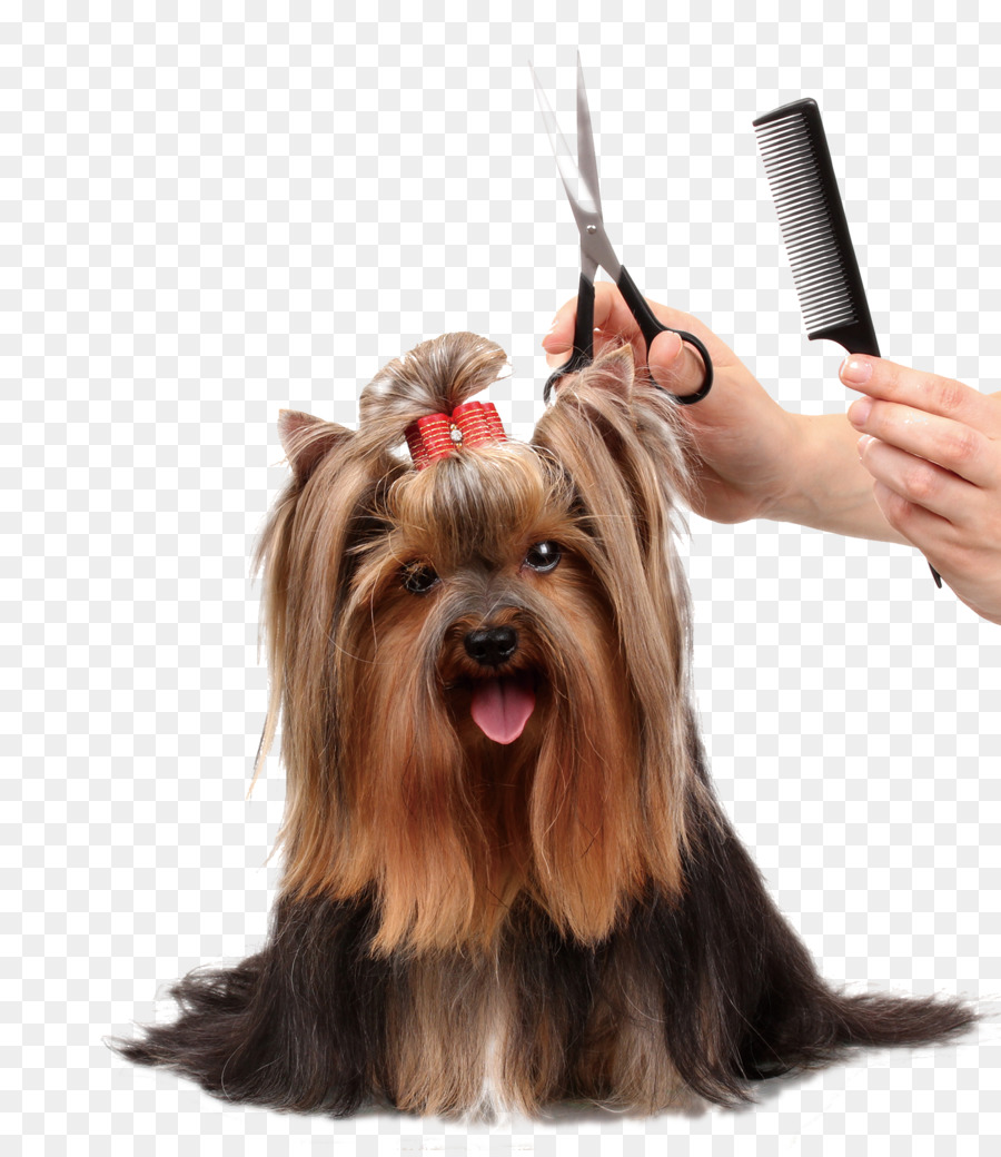 La toelettatura del cane Gatto Pet Cappotto - Beauty dog pettine forbici