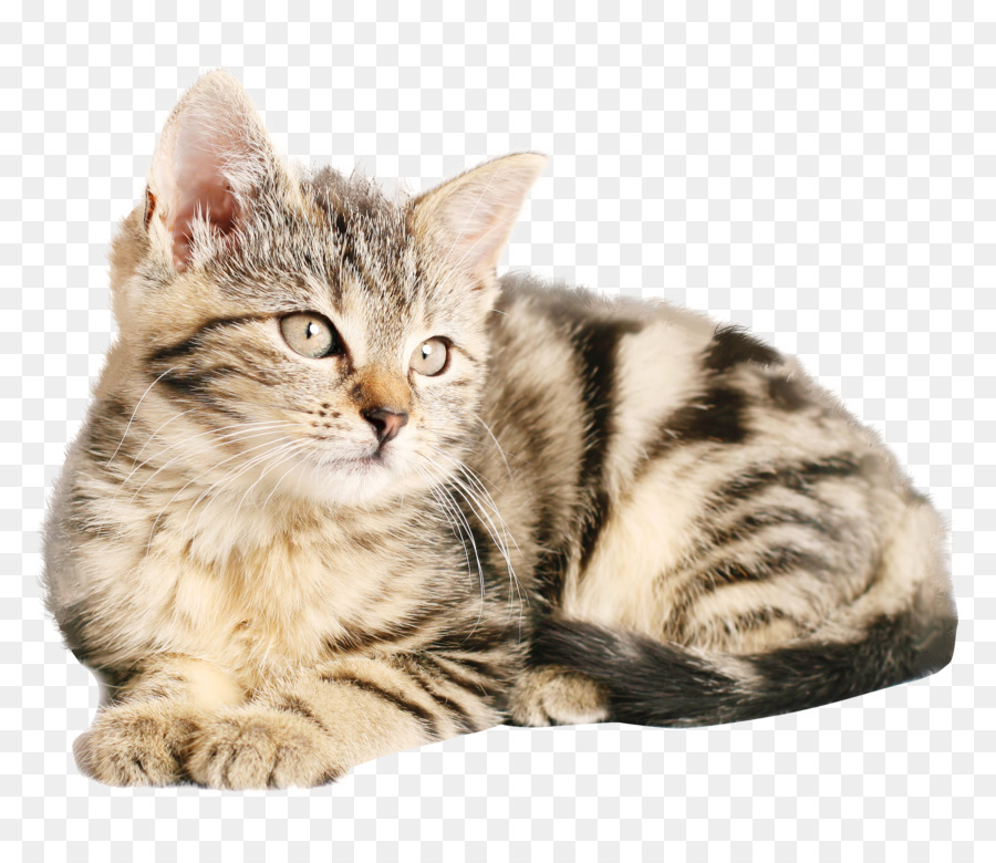 Tabby gatto Cucciolo di Cane Popolari nomi del gatto - gatto