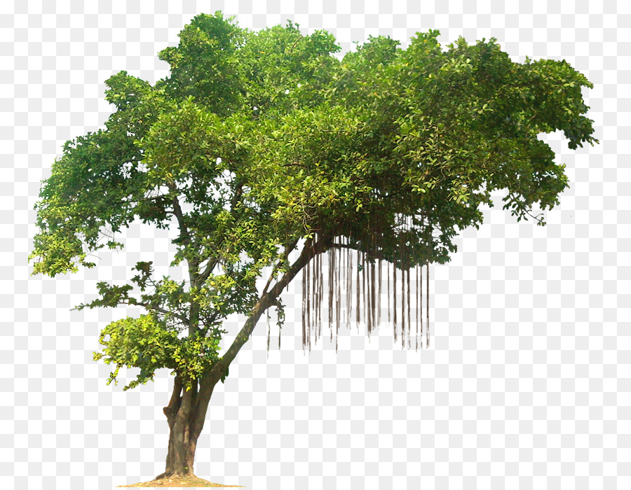 Baum im Tropischen Regenwald - Jungle Tree PNG-Bild