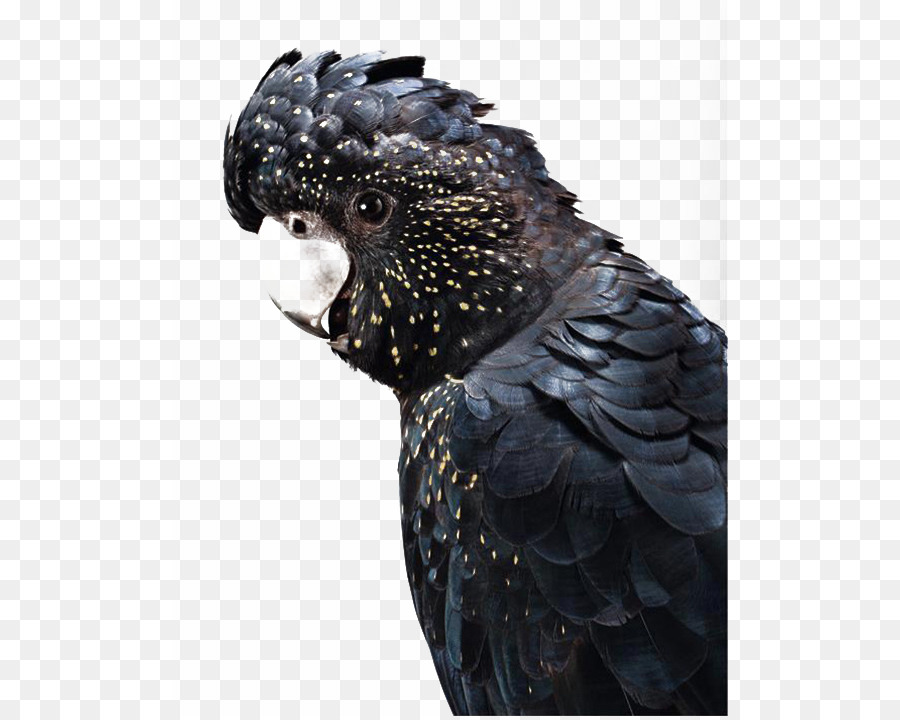 Australia Cockatoo Uccello Canarino - Pappagallo nero
