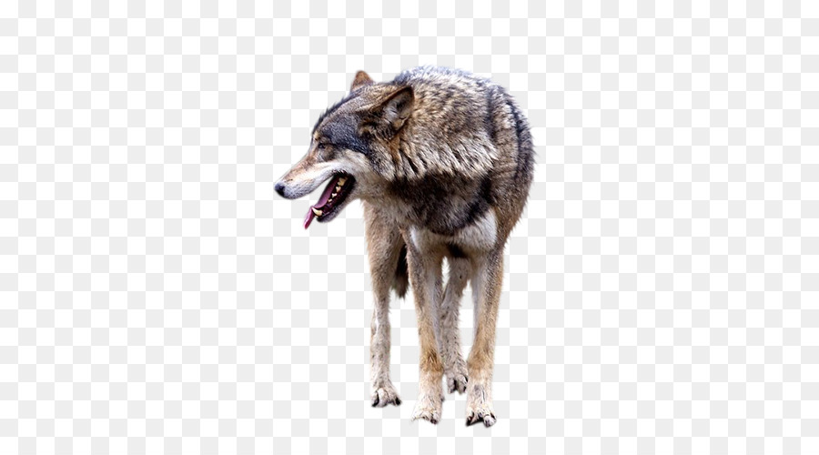 Gray wolf clipart - Brown wolf