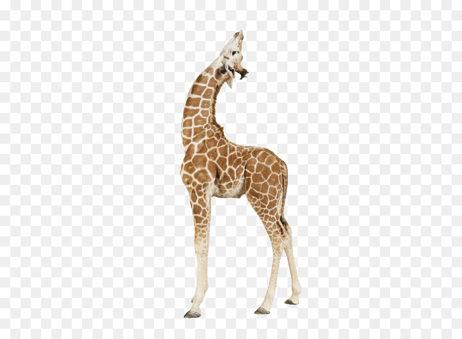Giraffe Papier Animal-print-Druck - Giraffe Afrika