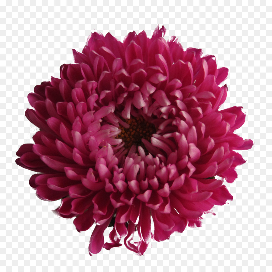 Image-Datei-Formate - Chrysantheme Transparenten Hintergrund