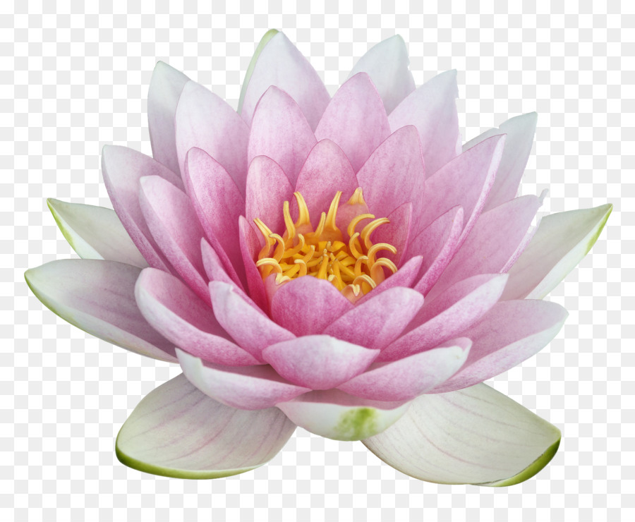 Nelumbo nucifera di loto Egizio Clip art - Lotus Immagine PNG