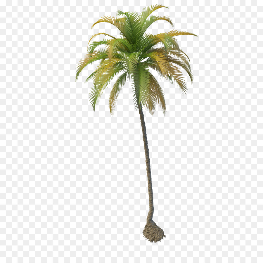 Kokospalme - Kokosnuss-Baum-PNG-Datei