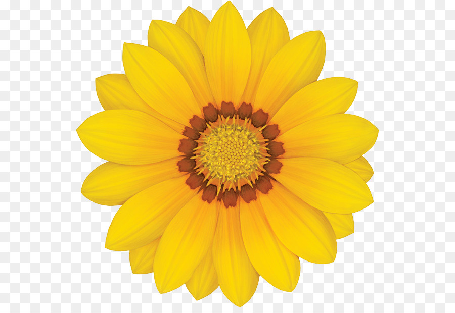 Common sunflower Yellow Stock-Fotografie Transvaal daisy - Gazania-Transparente PNG