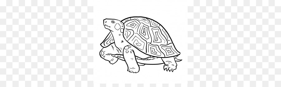 Alligatore schiocco di tartaruga Disegno Rettile Matita - tartaruga disegno