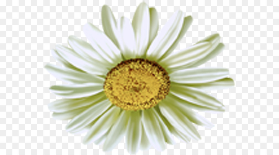 Daisy chung hoa Cúc - Hoa cúc PNG