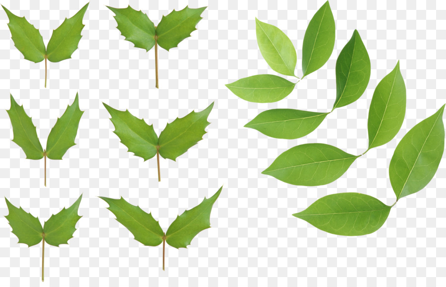 Blatt Ligustrum lucidum - Grüne Blätter PNG-Bild