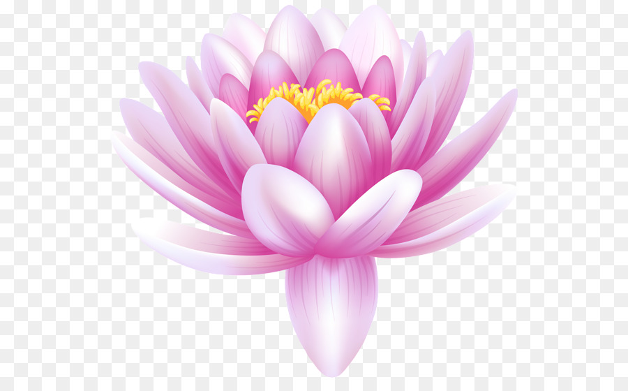 Lily nước Lilium Hoa Thực nucifera Clip nghệ thuật - Lily nước PNG Ảnh