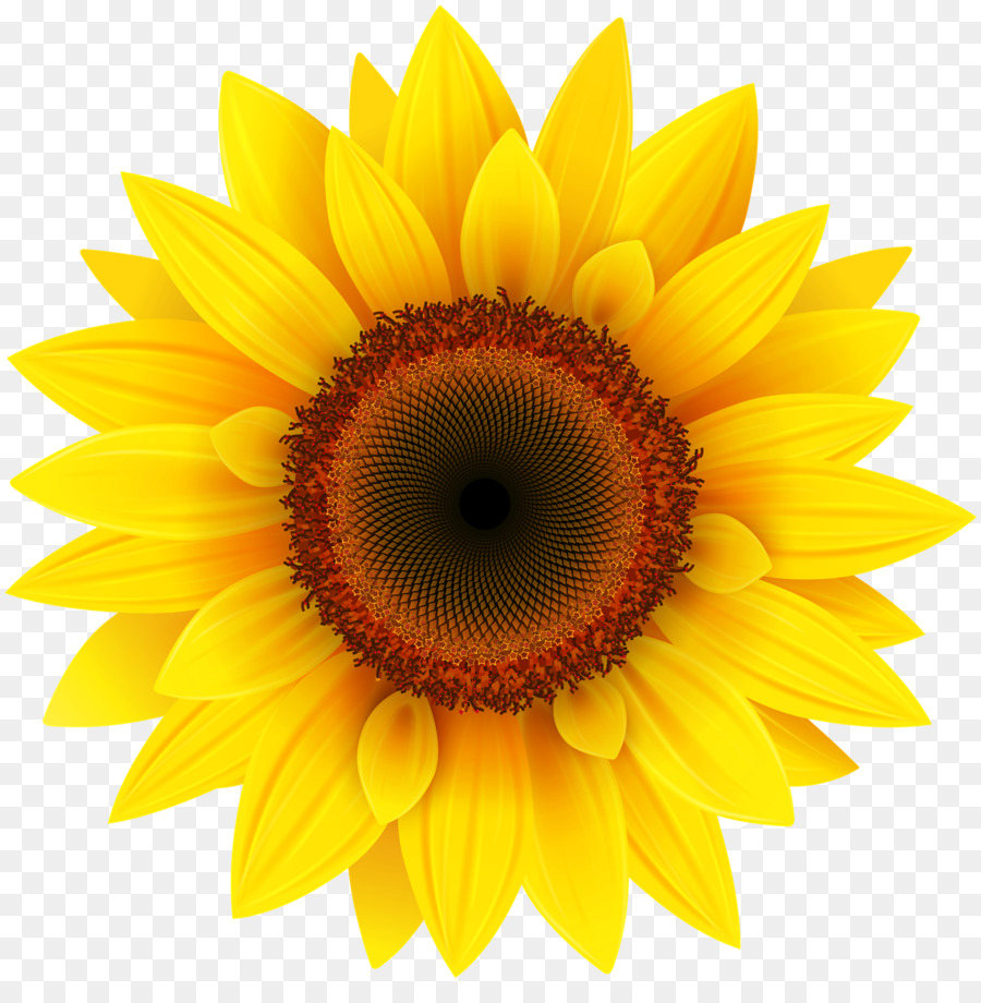 Gemeinsame Sonnenblume clipart - Sonnenblumen PNG-Bild Transparent