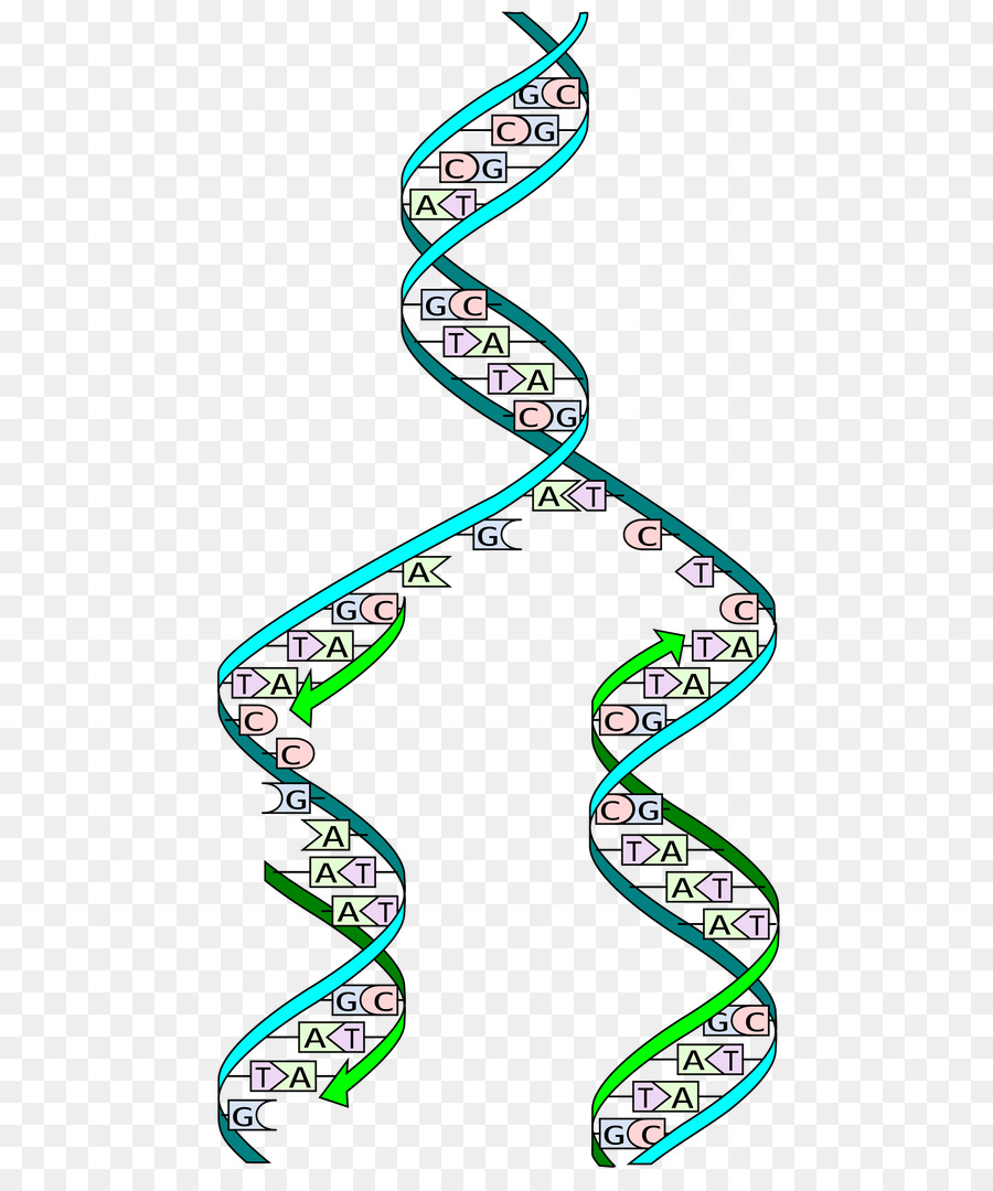 La replicazione del DNA la divisione delle Cellule in fase S - doppia elica di vettore