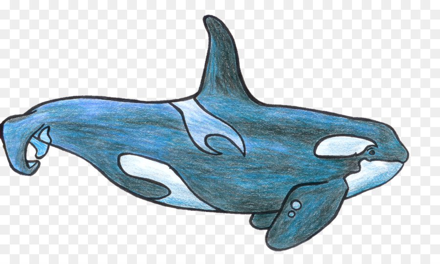 Mörder-Wal-Common bottlenose dolphin Tucuxi Clip-art - Shamu Cartoon