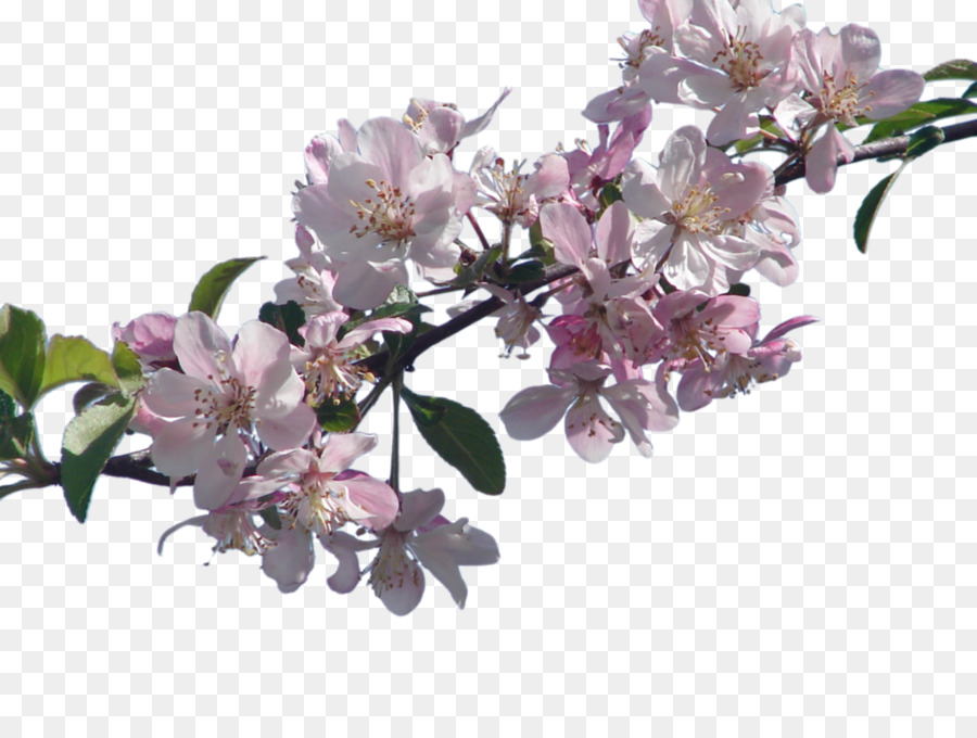 festival nazionale dei fiori di ciliegio - Cherry Blossom File PNG