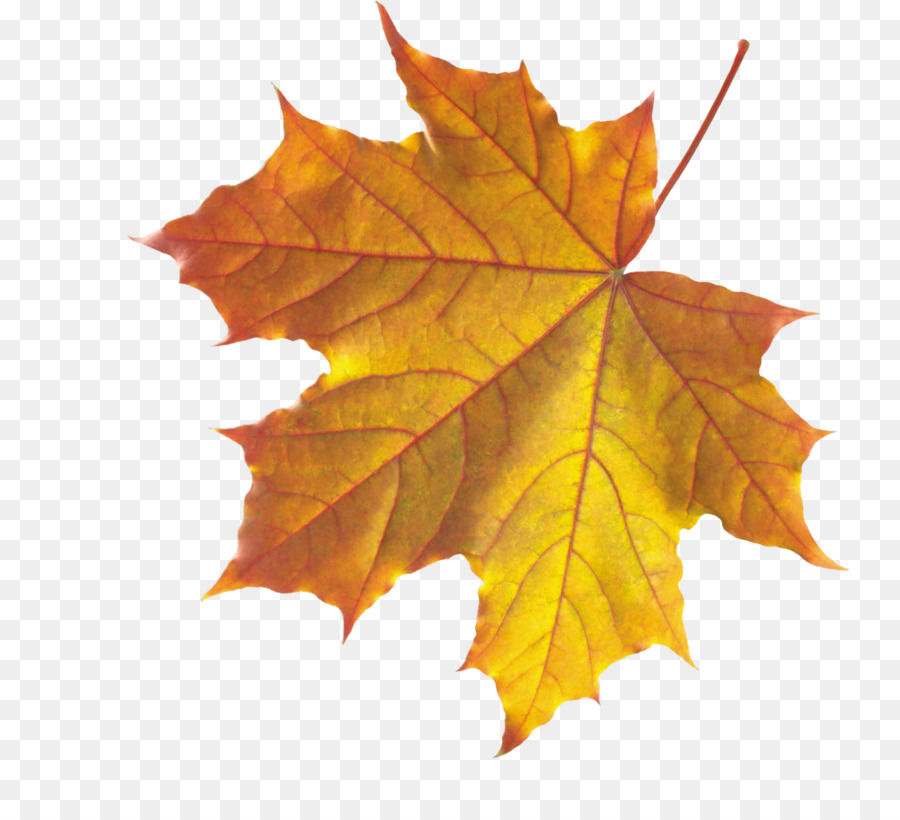 Foglie di autunno Foglia Clip art - Realistico Autunno Cadono le Foglie PNG